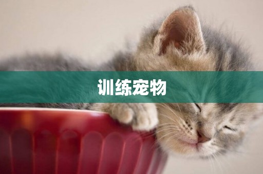 訓練寵物