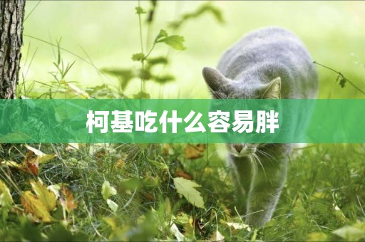 柯基吃什么容易胖