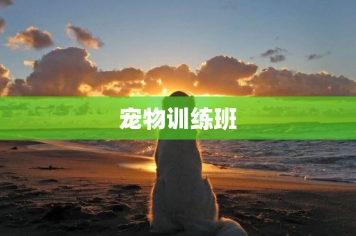 寵物訓練班