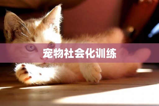 寵物社會化訓練