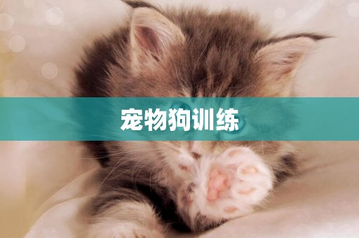 寵物狗訓練