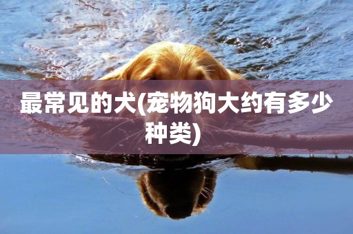 最常見的犬(寵物狗大約有多少種類) 