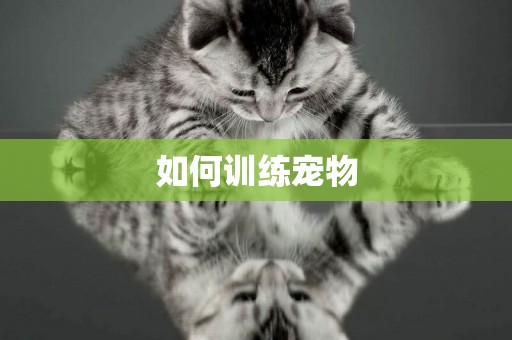 如何訓練寵物