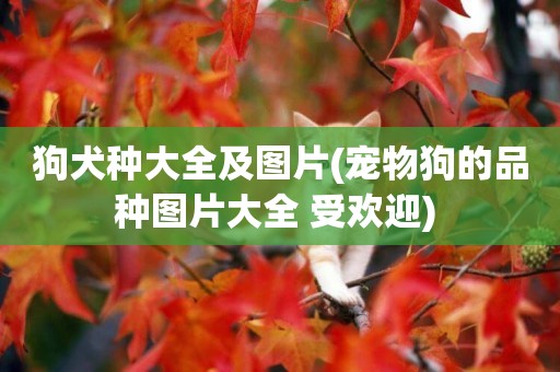 狗犬種大全及圖片(寵物狗的品種圖片大全 受歡迎) 