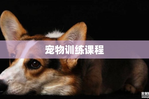 寵物訓練課程