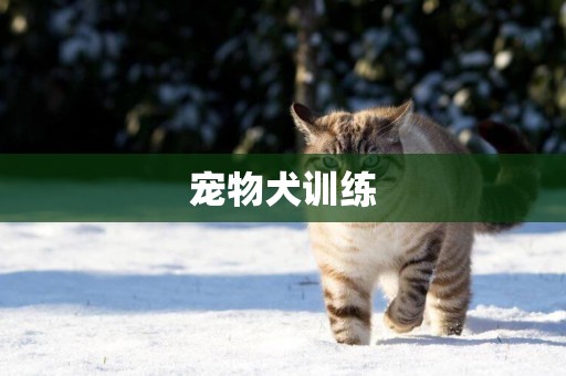 寵物犬訓練