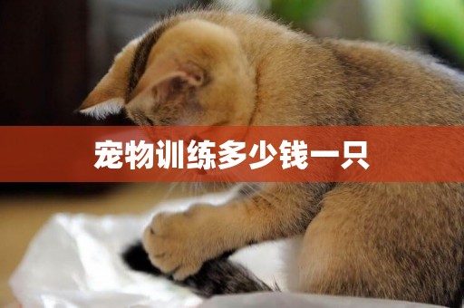 寵物訓練多少錢一只