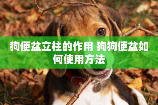 狗便盆立柱的作用 狗狗便盆如何使用方法