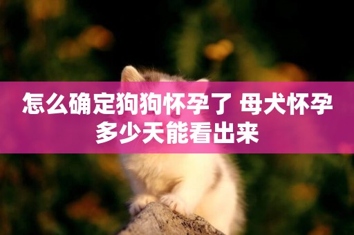 怎么確定狗狗懷孕了 母犬懷孕多少天能看出來
