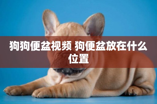 狗狗便盆視頻 狗便盆放在什么位置