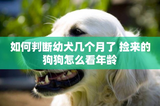 如何判斷幼犬幾個月了 撿來的狗狗怎么看年齡