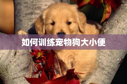 如何訓練寵物狗大小便