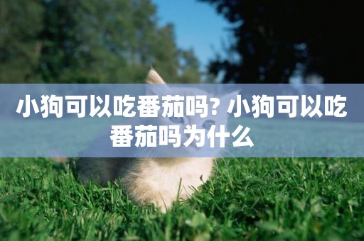 小狗可以吃番茄嗎? 小狗可以吃番茄嗎為什么