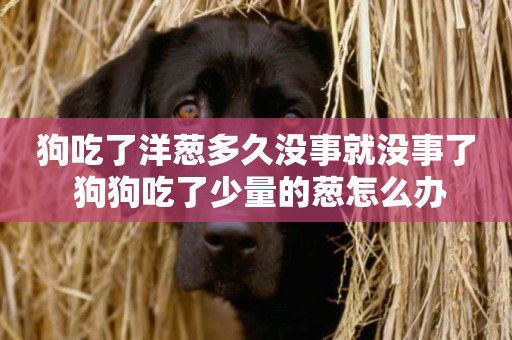 狗吃了洋蔥多久沒事就沒事了 狗狗吃了少量的蔥怎么辦