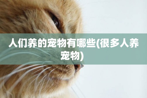 人們養的寵物有哪些(很多人養寵物) 