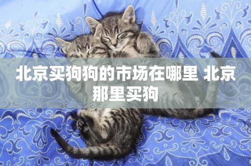 北京買狗狗的市場在哪里 北京那里買狗