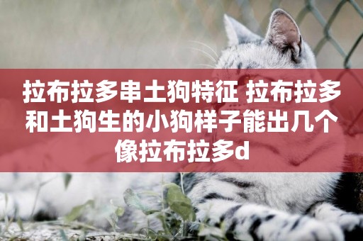 拉布拉多串土狗特征 拉布拉多和土狗生的小狗樣子能出幾個像拉布拉多d