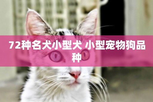 72種名犬小型犬 小型寵物狗品種