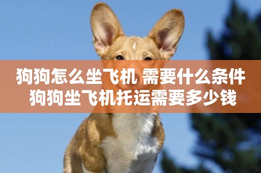 狗狗怎么坐飛機 需要什么條件 狗狗坐飛機托運需要多少錢