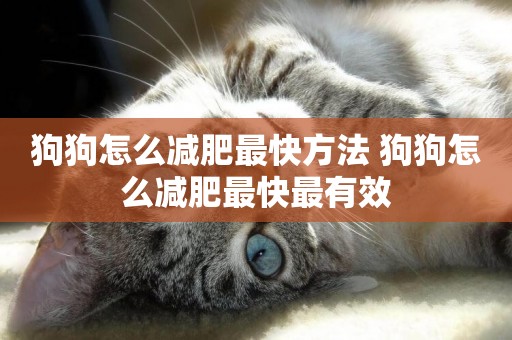 狗狗怎么減肥最快方法 狗狗怎么減肥最快最有效
