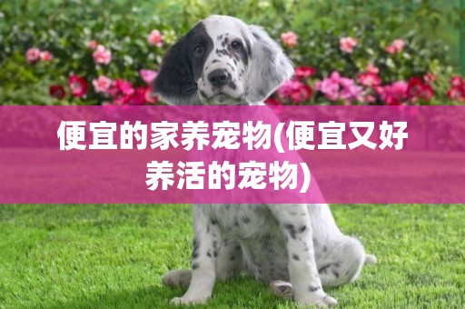 便宜的家養寵物(便宜又好養活的寵物) 