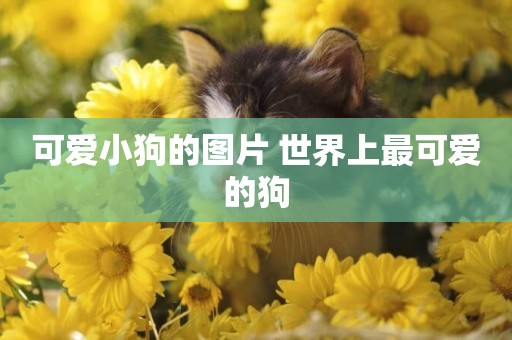 可愛小狗的圖片 世界上最可愛的狗