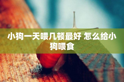 小狗一天喂幾頓最好 怎么給小狗喂食