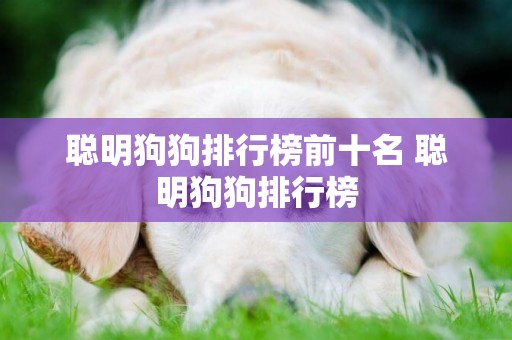 聰明狗狗排行榜前十名 聰明狗狗排行榜