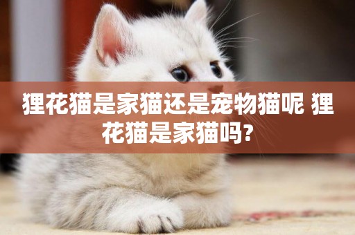 貍花貓是家貓還是寵物貓呢 貍花貓是家貓嗎?