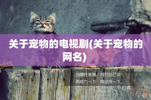 關于寵物的電視劇(關于寵物的網名) 
