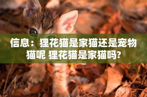 信息：貍花貓是家貓還是寵物貓呢 貍花貓是家貓嗎?
