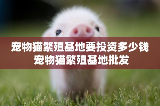 寵物貓繁殖基地要投資多少錢 寵物貓繁殖基地批發