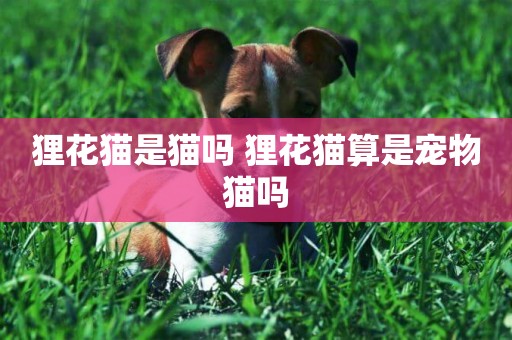 貍花貓是貓嗎 貍花貓算是寵物貓嗎