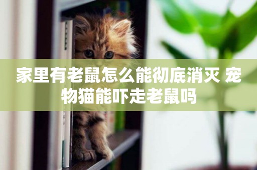 家里有老鼠怎么能徹底消滅 寵物貓能嚇走老鼠嗎