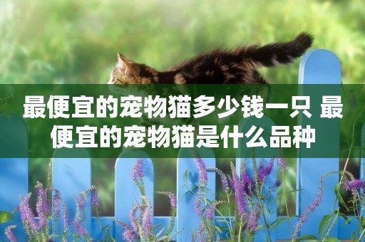 最便宜的寵物貓多少錢一只 最便宜的寵物貓是什么品種
