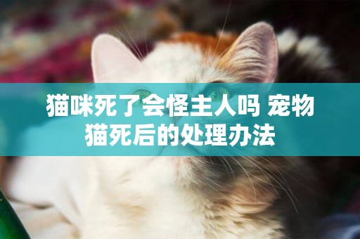 貓咪死了會怪主人嗎 寵物貓死后的處理辦法