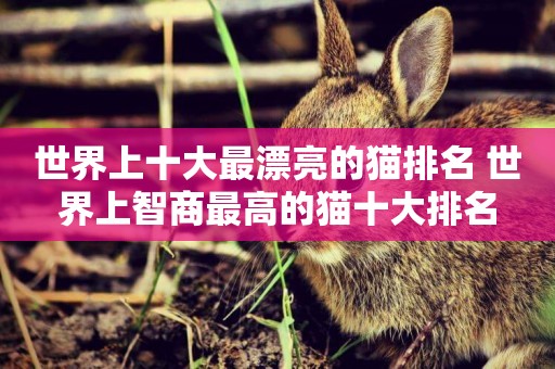 世界上十大最漂亮的貓排名 世界上智商最高的貓十大排名