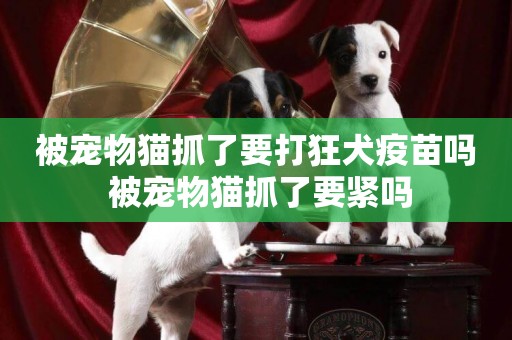 被寵物貓抓了要打狂犬疫苗嗎 被寵物貓抓了要緊嗎