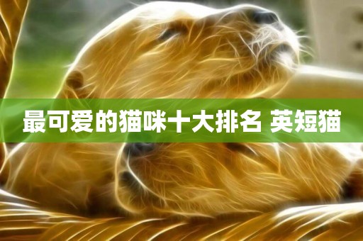 最可愛的貓咪十大排名 英短貓