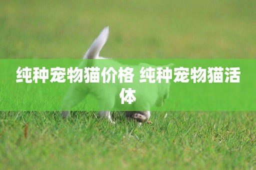 純種寵物貓價格 純種寵物貓活體