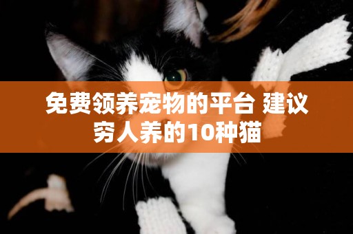 免費領養寵物的平臺 建議窮人養的10種貓
