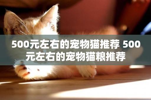 500元左右的寵物貓推薦 500元左右的寵物貓糧推薦
