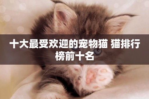 十大最受歡迎的寵物貓 貓排行榜前十名