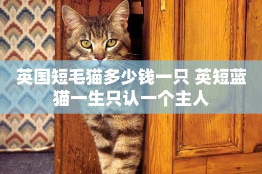 英國短毛貓多少錢一只 英短藍貓一生只認一個主人