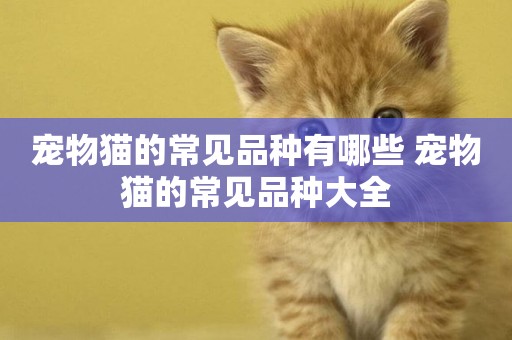 寵物貓的常見品種有哪些 寵物貓的常見品種大全