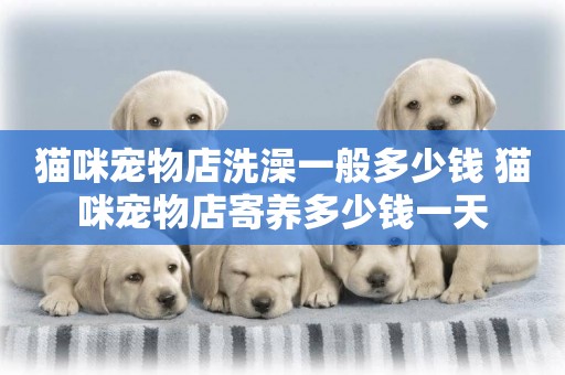 貓咪寵物店洗澡一般多少錢 貓咪寵物店寄養多少錢一天