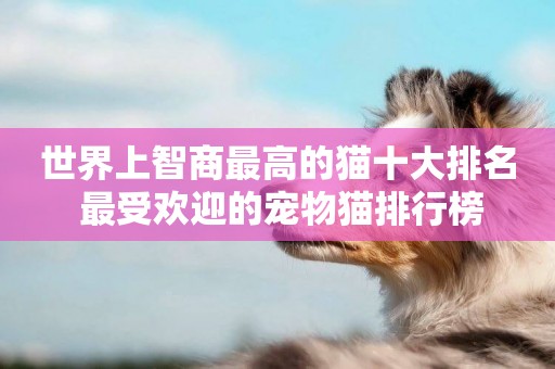 世界上智商最高的貓十大排名 最受歡迎的寵物貓排行榜