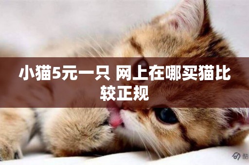 小貓5元一只 網上在哪買貓比較正規