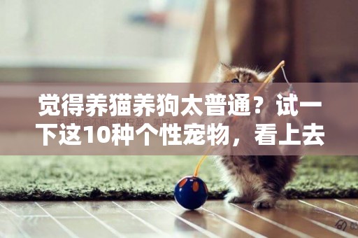 覺得養貓養狗太普通？試一下這10種個性寵物，看上去很特別呢 