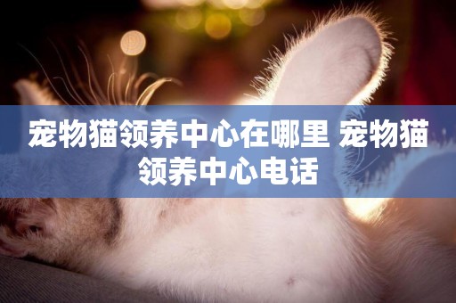 寵物貓領養中心在哪里 寵物貓領養中心電話